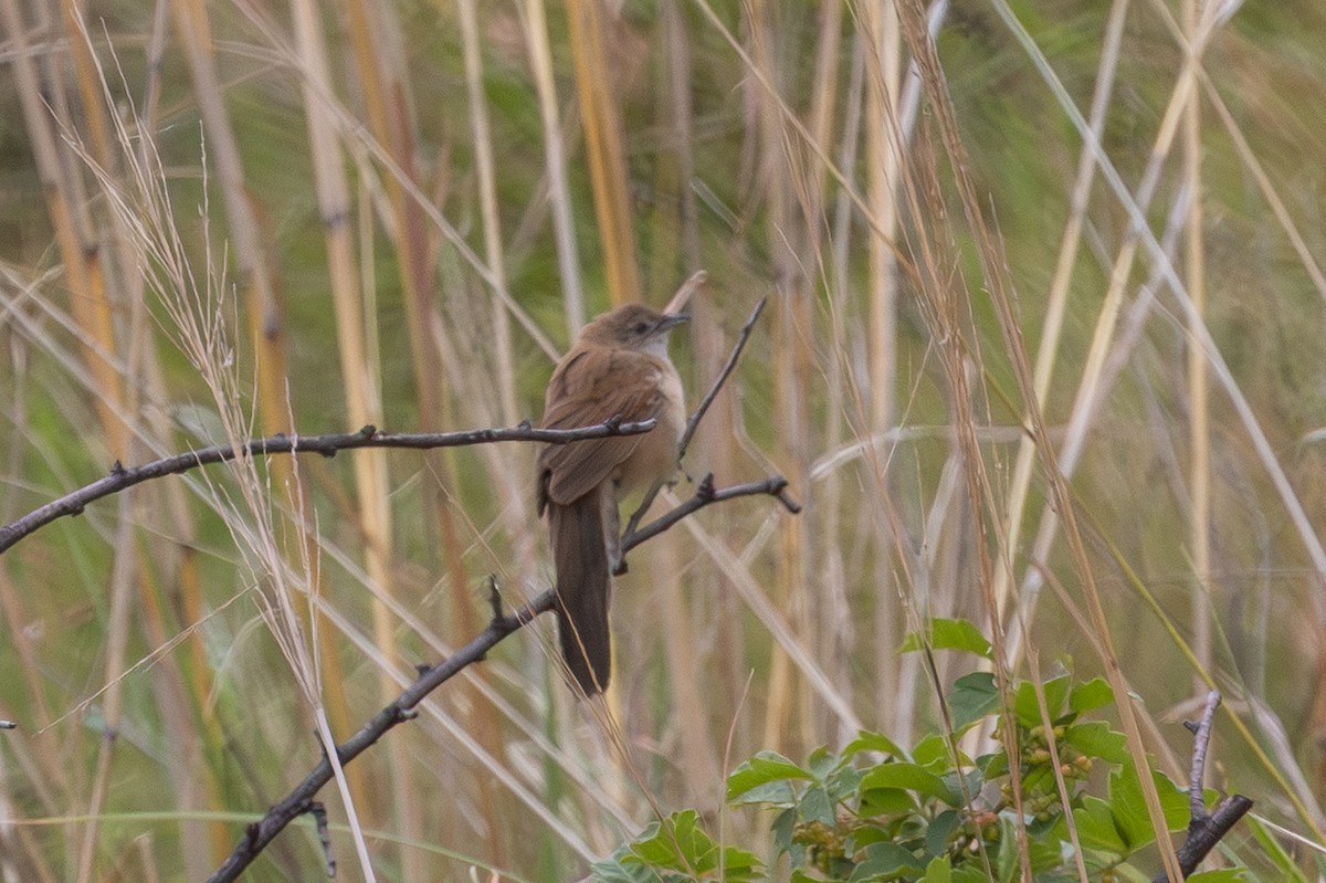 ウチワセッカ - ML648431398