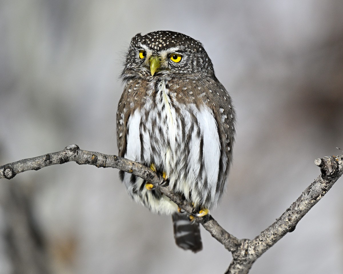 Northern Pygmy-Owl - ML648431424
