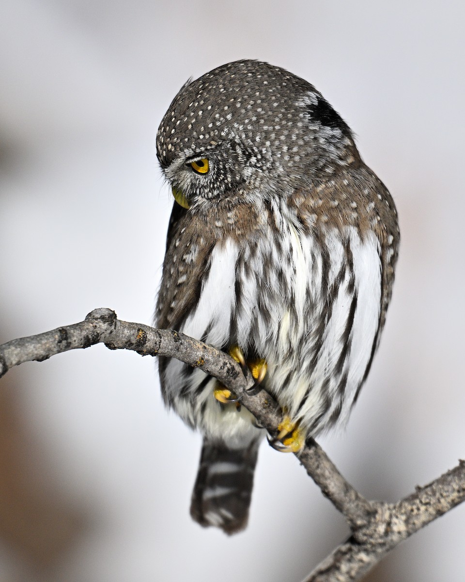 Northern Pygmy-Owl - ML648431457