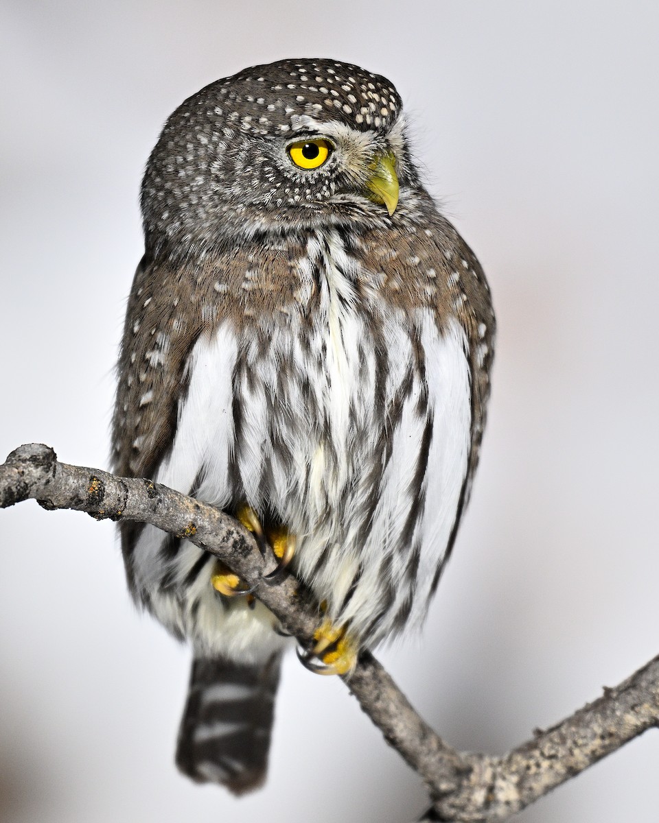 Northern Pygmy-Owl - ML648431461