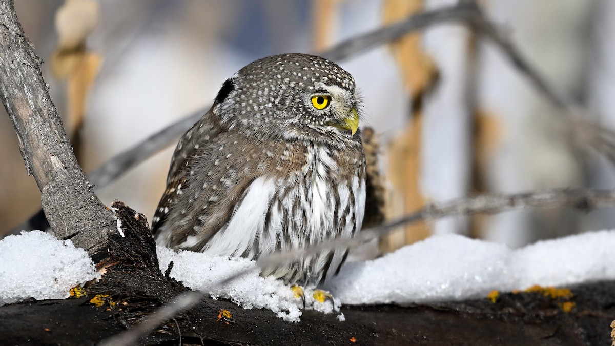 Northern Pygmy-Owl - ML648431485