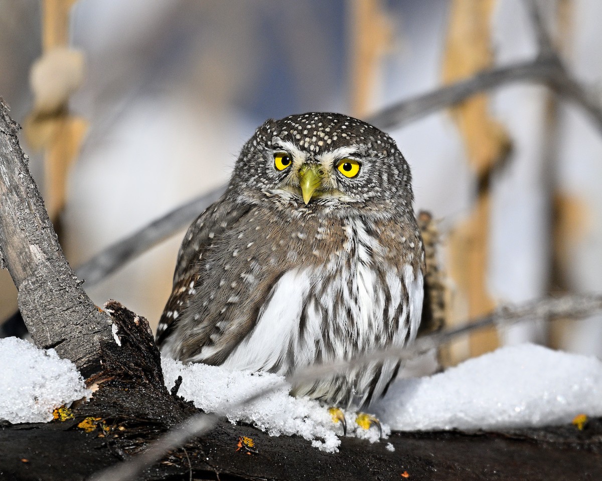 Northern Pygmy-Owl - Steve Butterworth