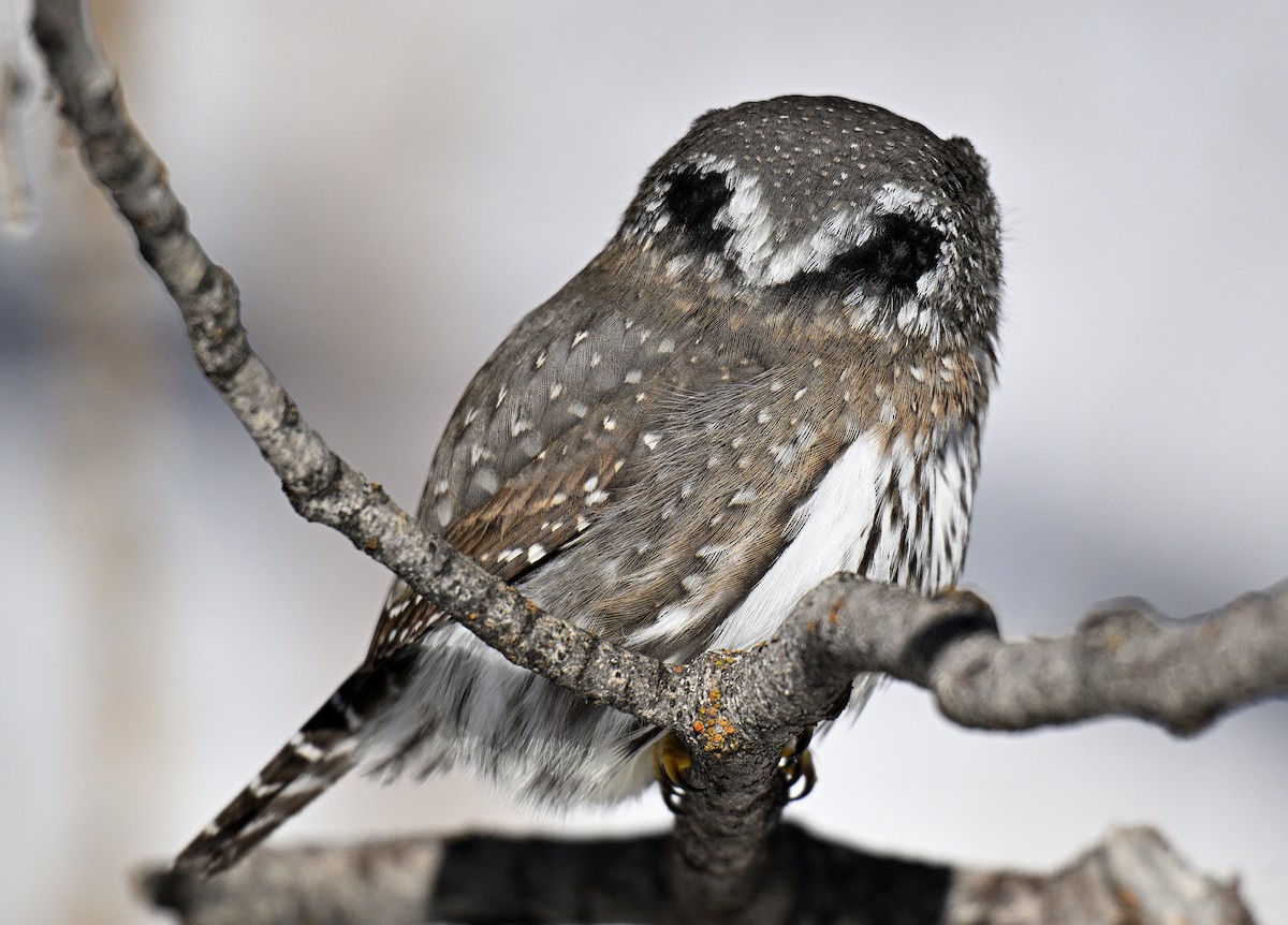 Northern Pygmy-Owl - ML648431556