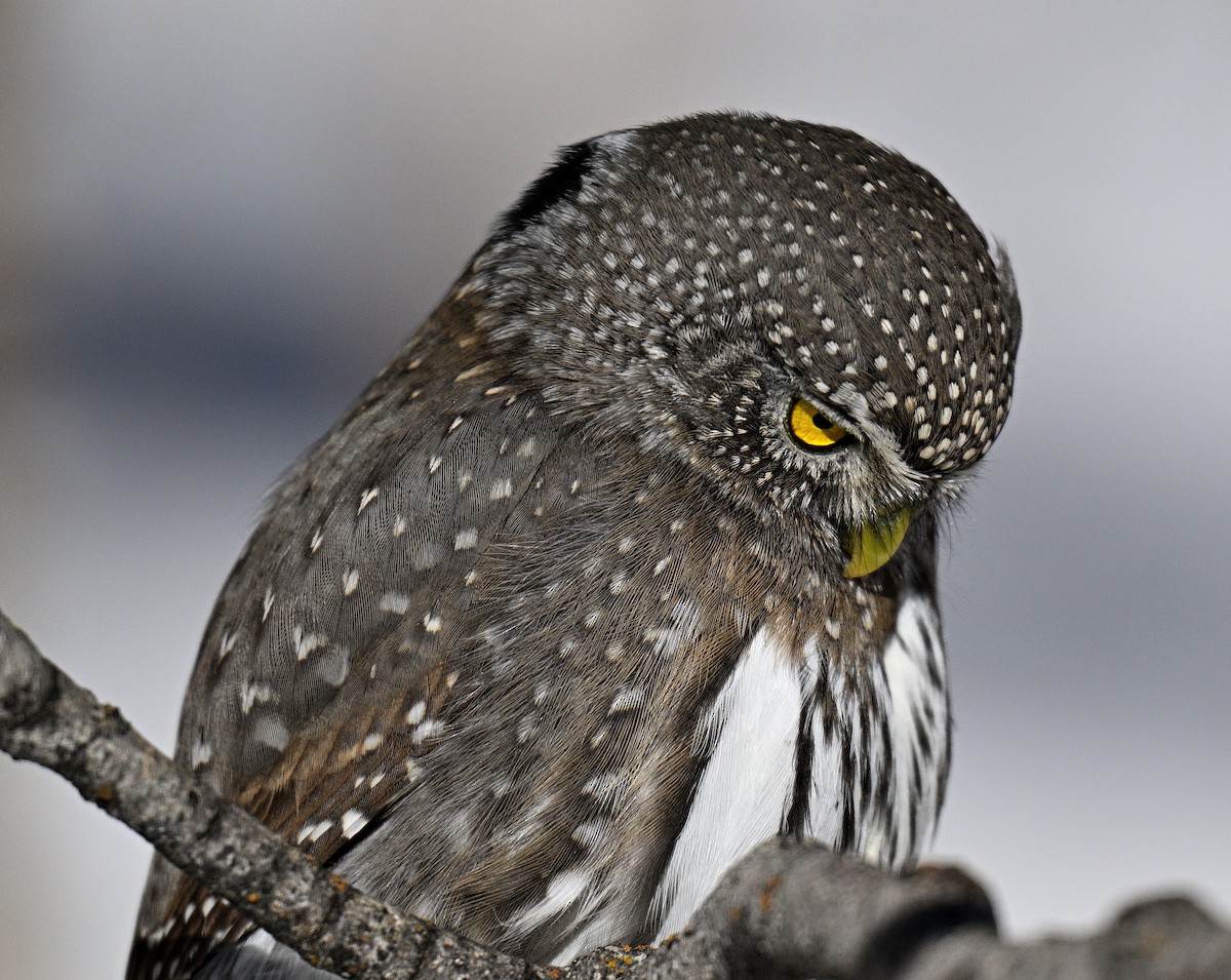 Northern Pygmy-Owl - ML648431646