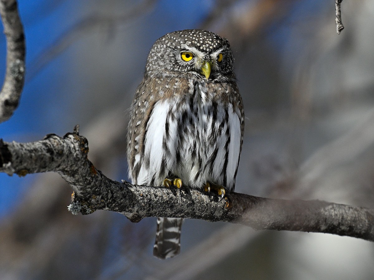 Northern Pygmy-Owl - Steve Butterworth