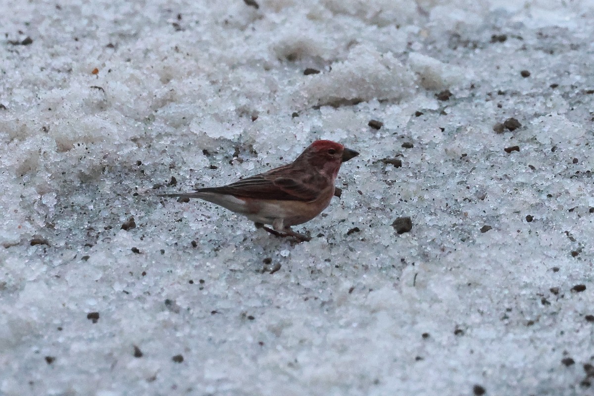 Cassin's Finch - ML648432305