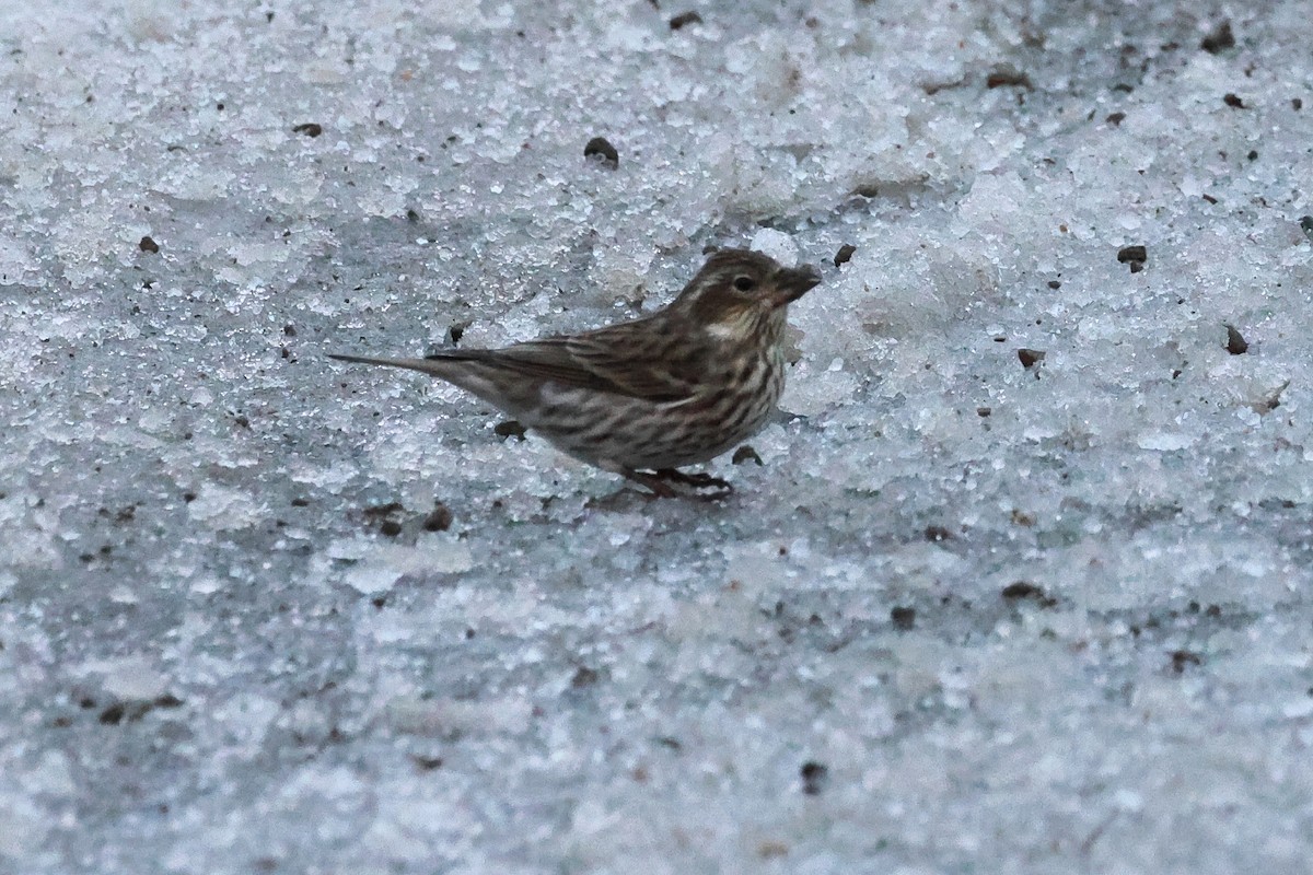Cassin's Finch - ML648432306