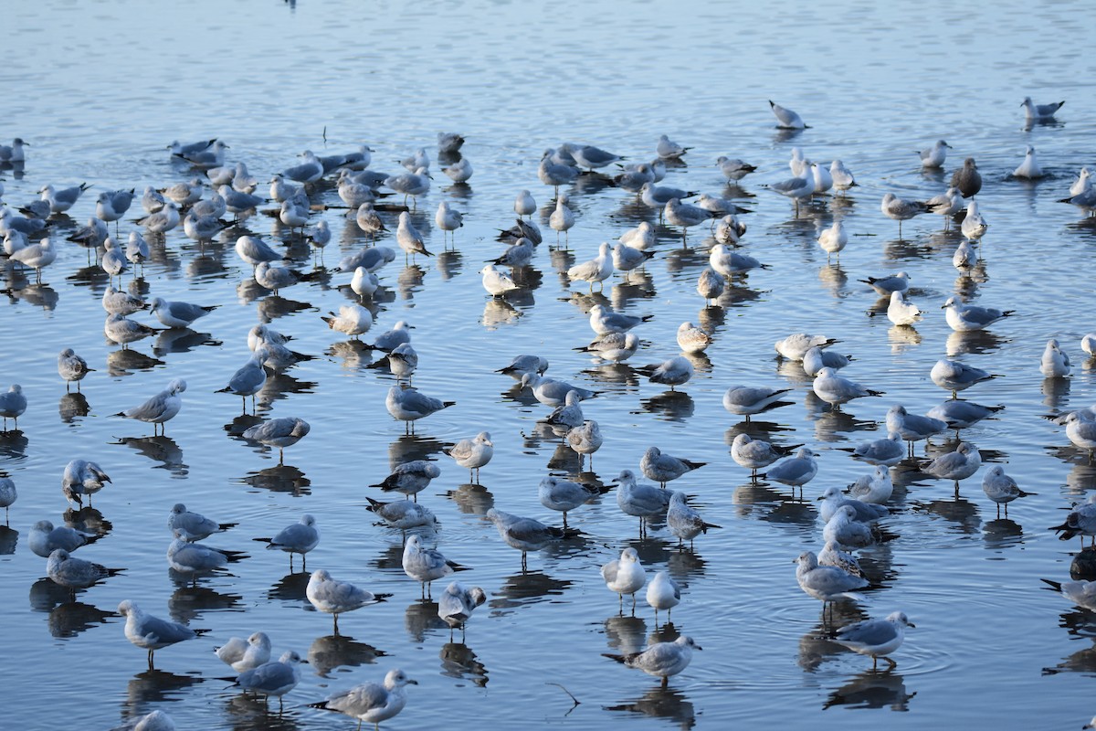 Goéland à bec cerclé - ML648432486