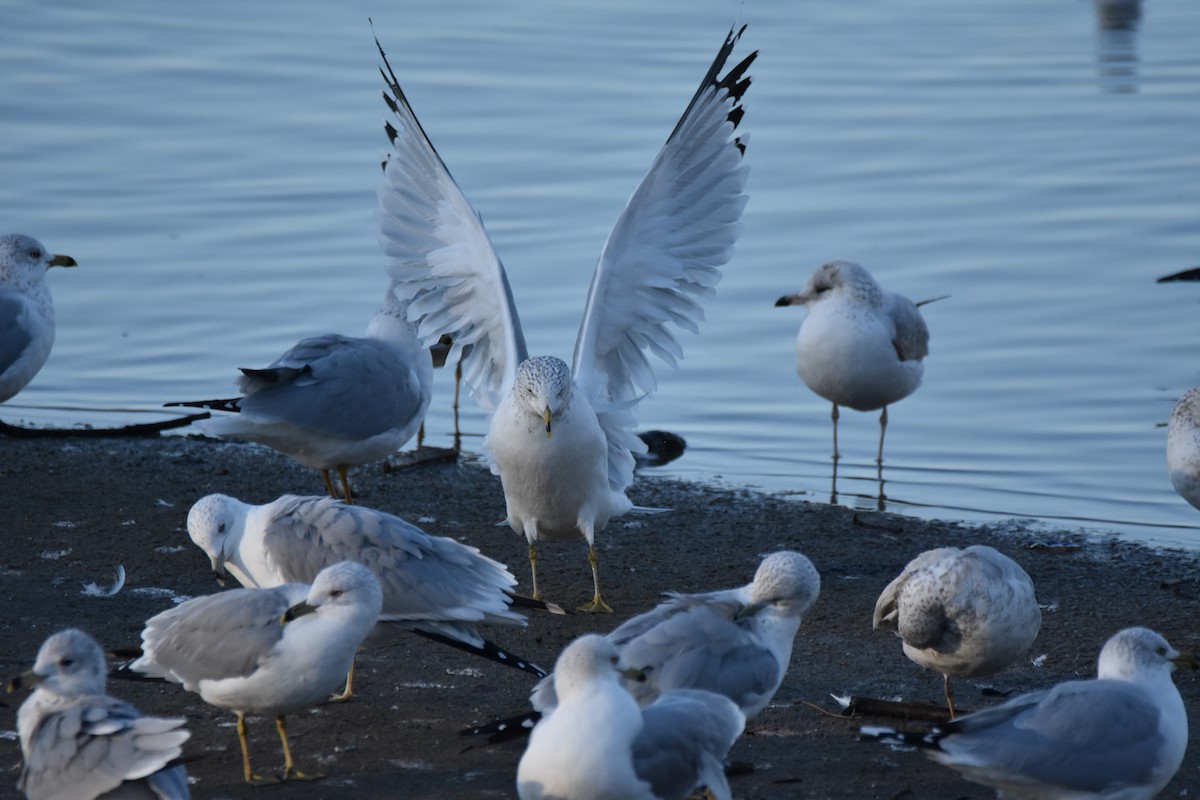 Goéland à bec cerclé - ML648432487