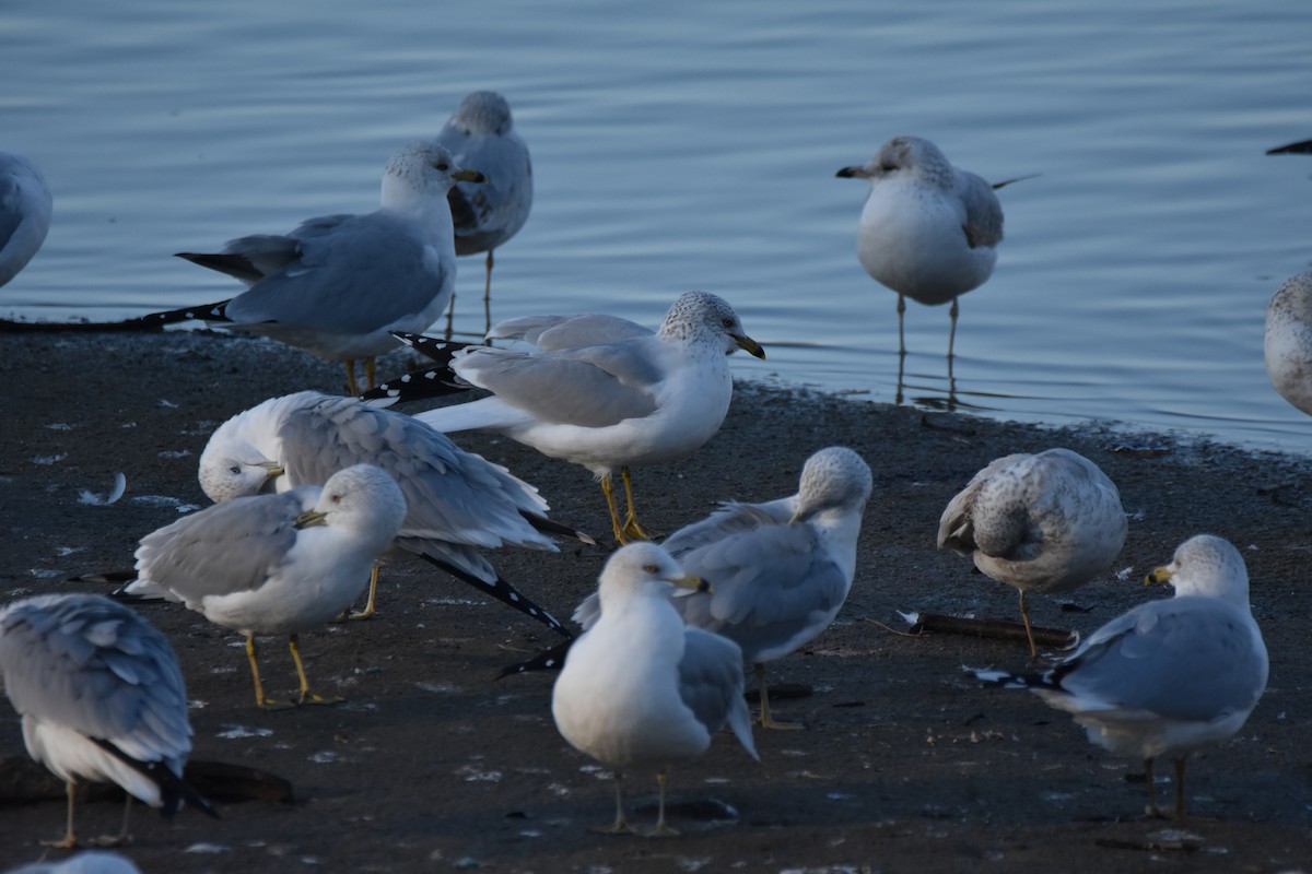 Goéland à bec cerclé - ML648432488