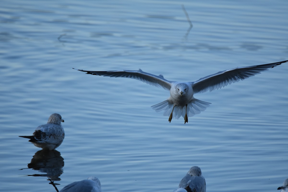Goéland à bec cerclé - ML648432489