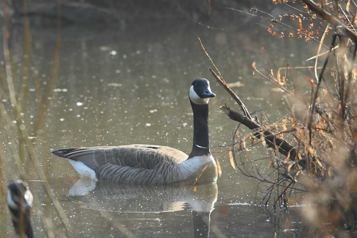 Canada Goose - ML648432557