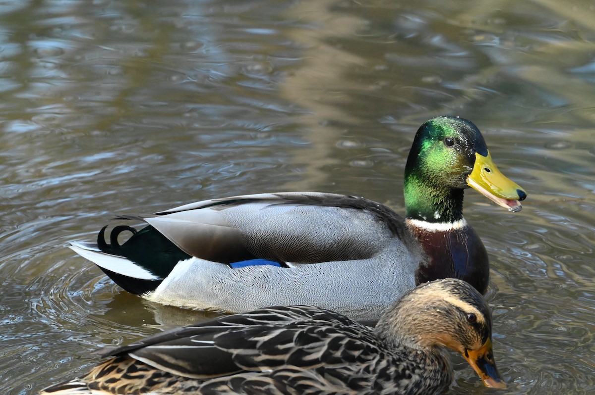 Mallard - ML648432561