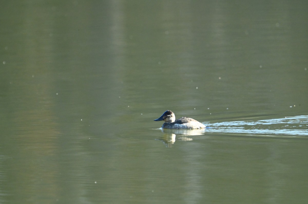 Ruddy Duck - William Woody