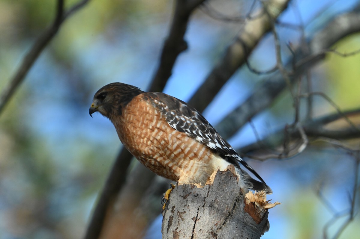 Red-shouldered Hawk - ML648432618