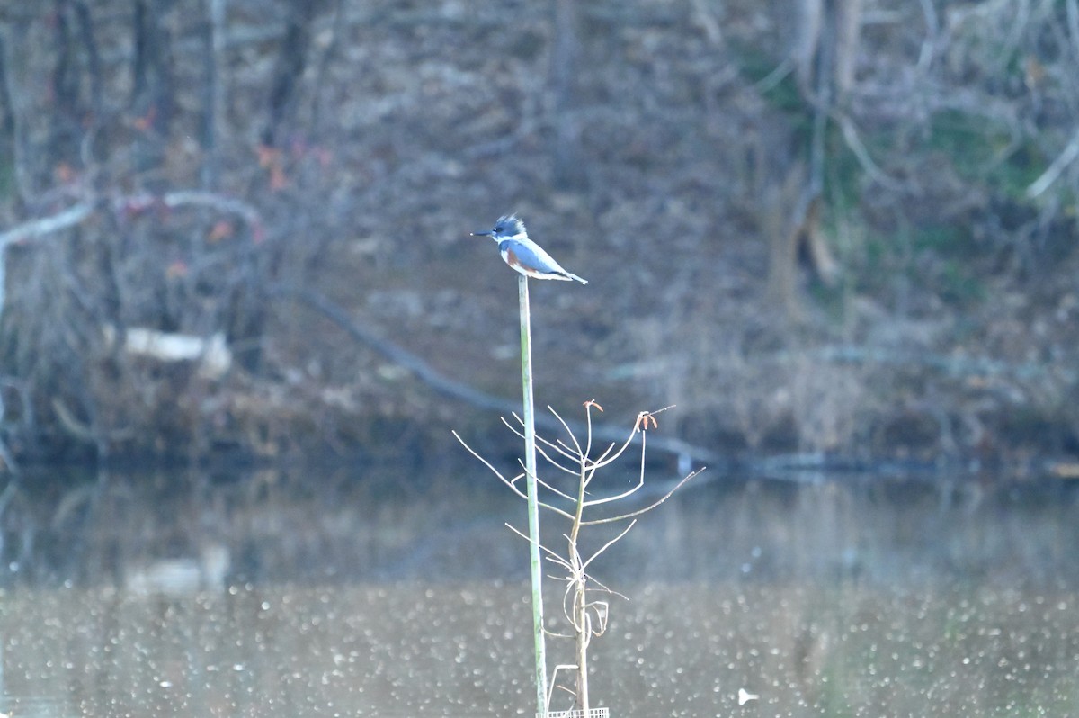 Belted Kingfisher - ML648432624