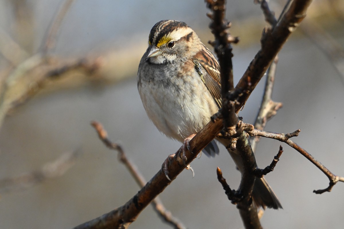White-throated Sparrow - ML648432721