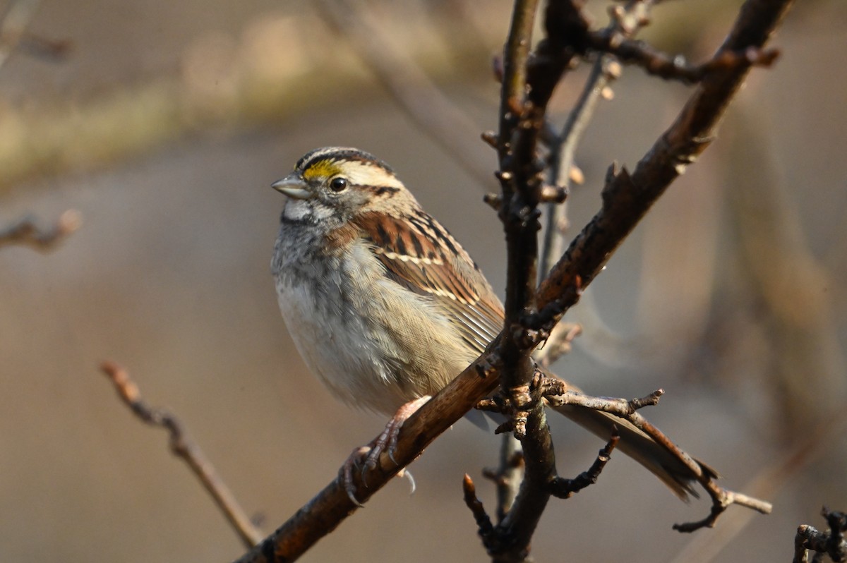 White-throated Sparrow - ML648432727