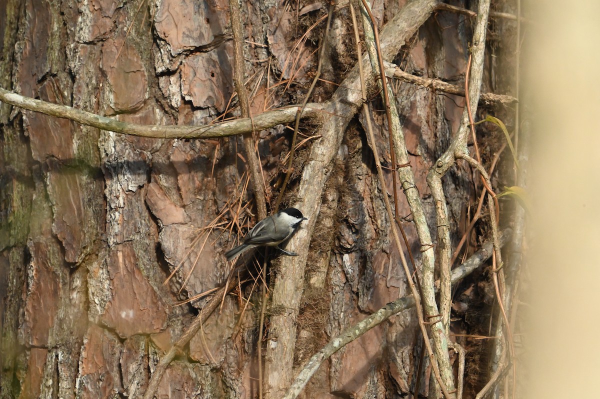 Carolina Chickadee - ML648432751
