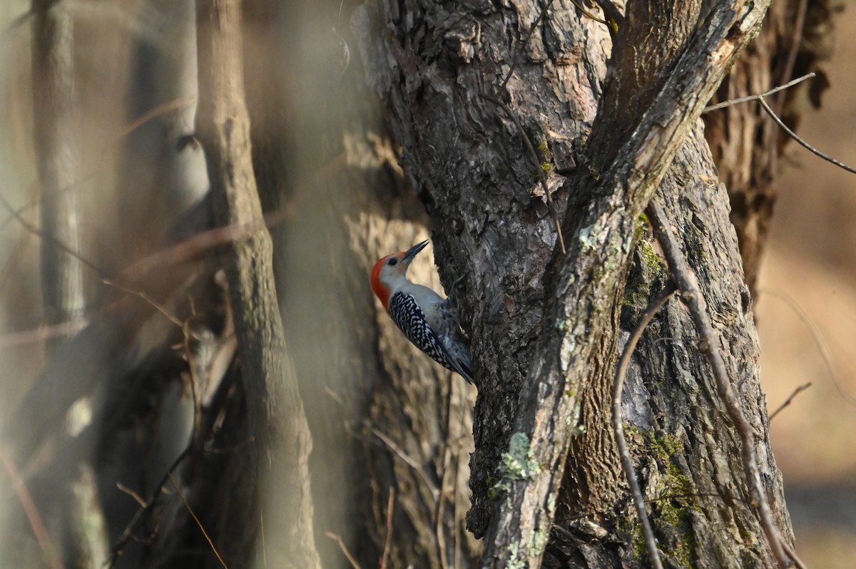 Red-bellied Woodpecker - ML648432762