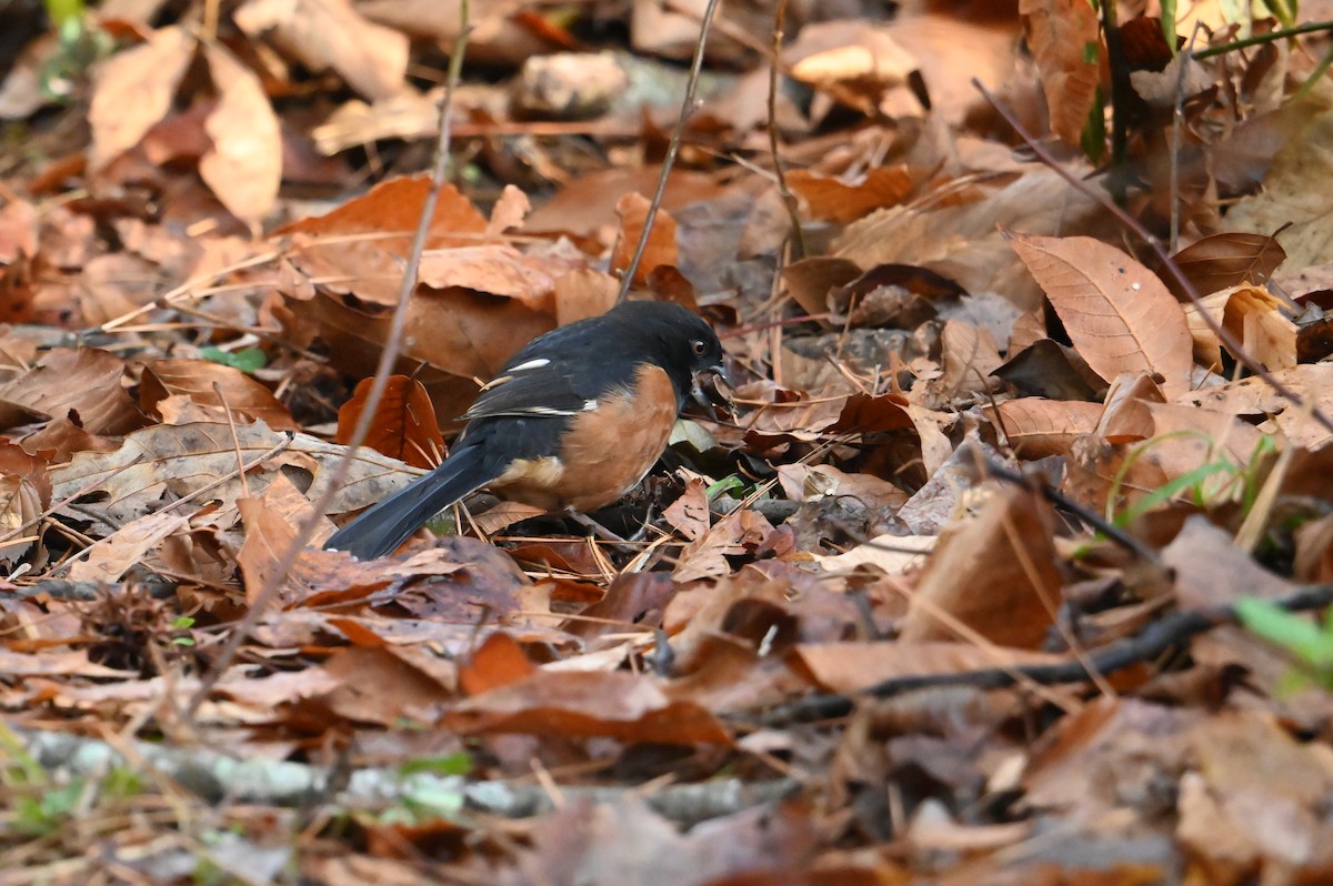 Eastern Towhee - William Woody