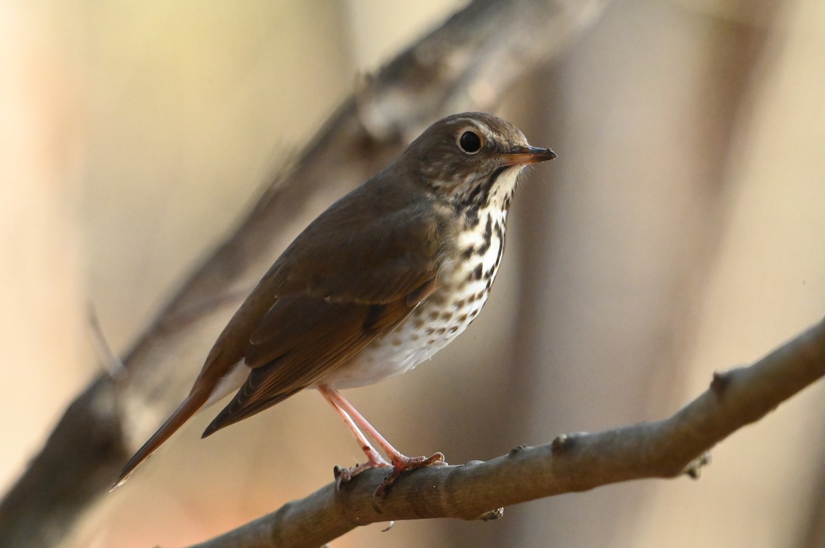 Hermit Thrush - ML648432802