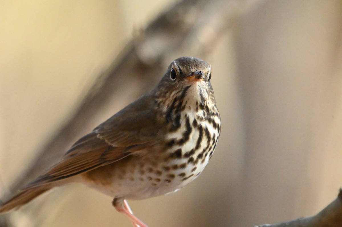 Hermit Thrush - ML648432814