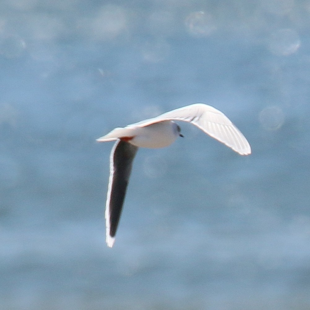 Little Gull - ML648432974