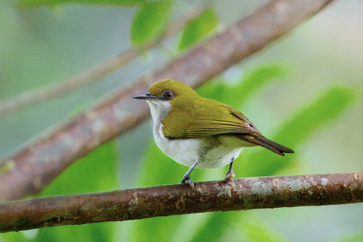 Guadalcanal White-eye - ML648433354