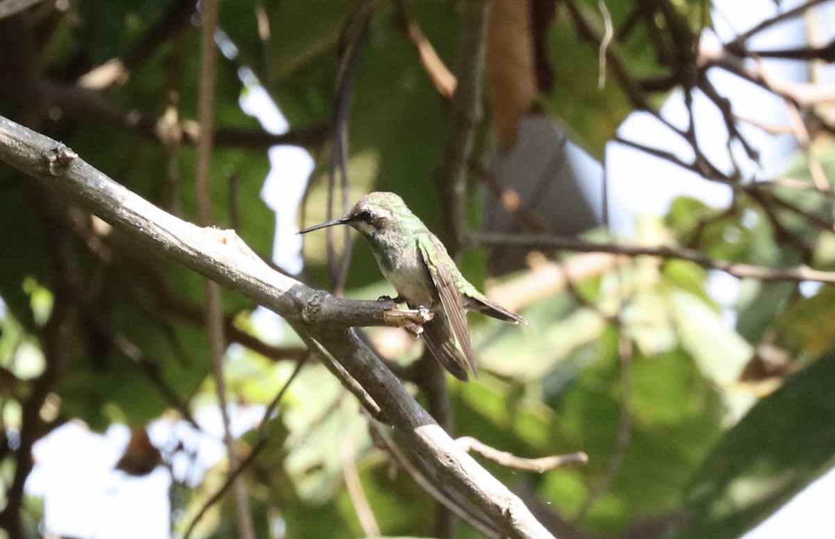 Coppery Emerald - ML648433583