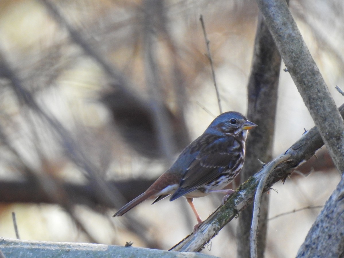 Tilki Renkli Serçe (iliaca/zaboria) - ML648433671