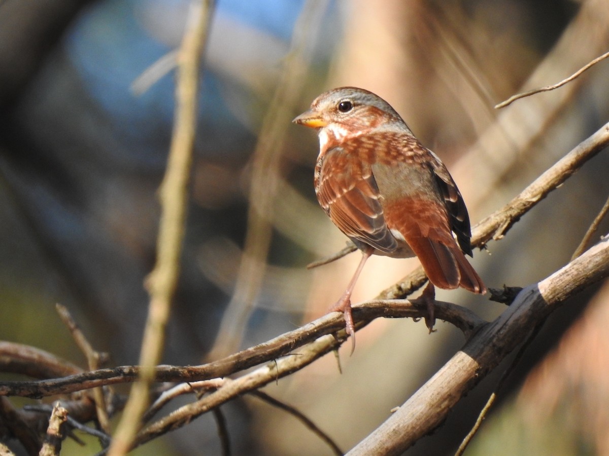 Tilki Renkli Serçe (iliaca/zaboria) - ML648433673