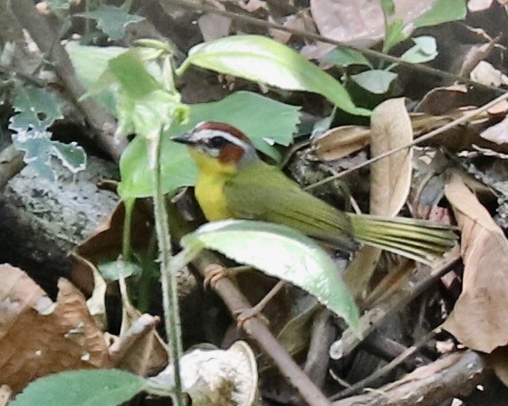 Chestnut-capped Warbler - ML648433864