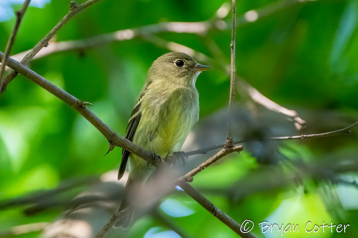 Mosquero Ventriamarillo - ML648433978