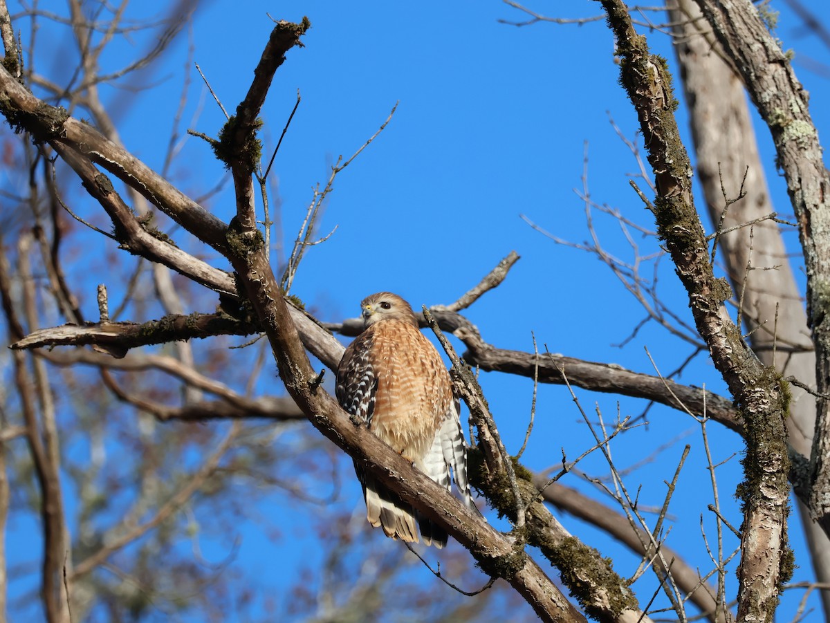 Busardo Pechirrojo - ML648434074