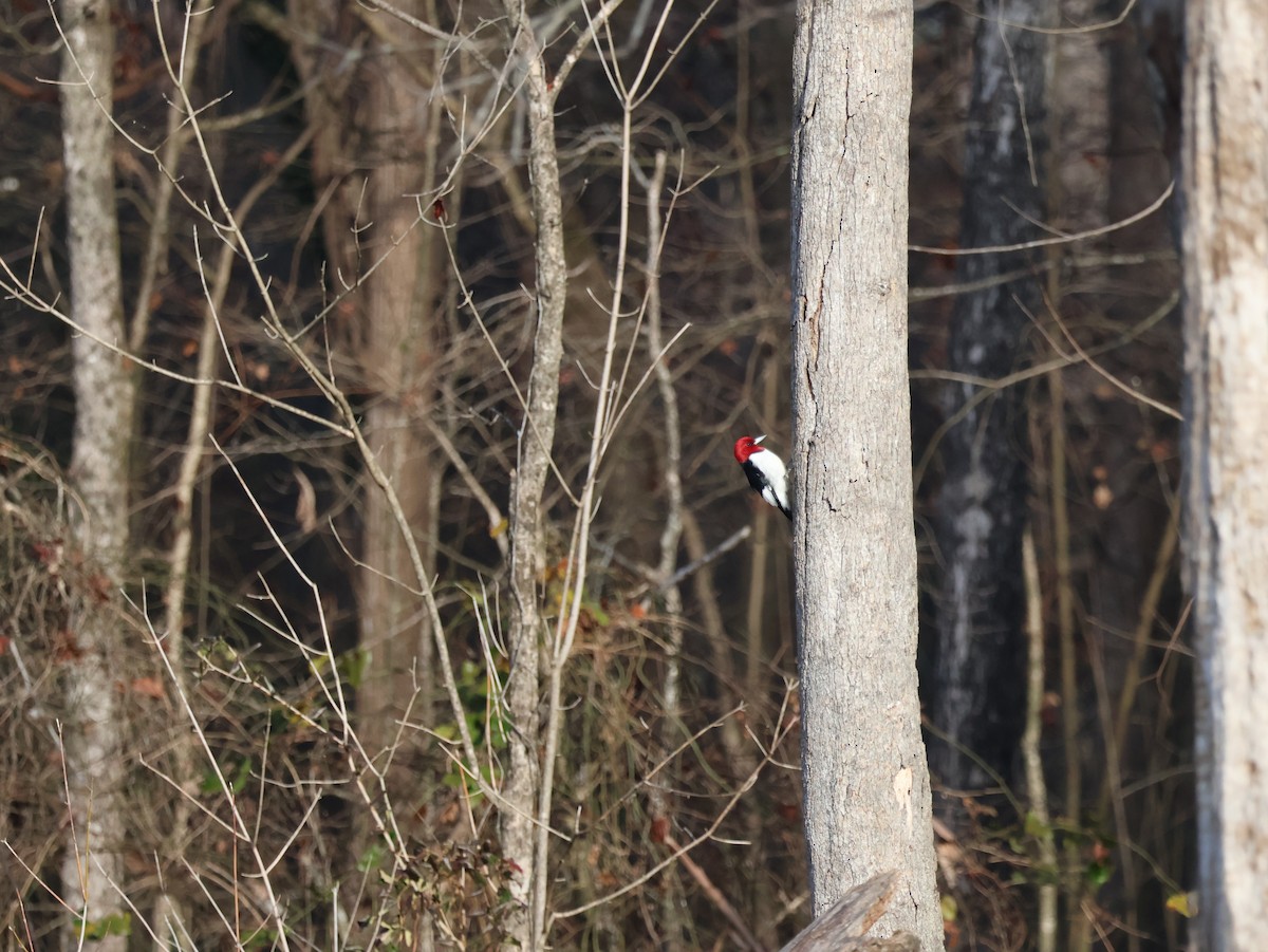 Carpintero Cabecirrojo - ML648434098