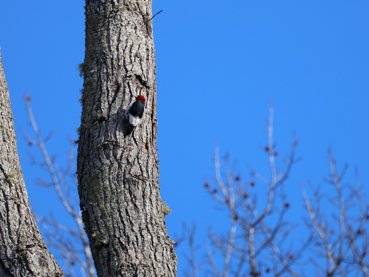 Carpintero Cabecirrojo - ML648434099