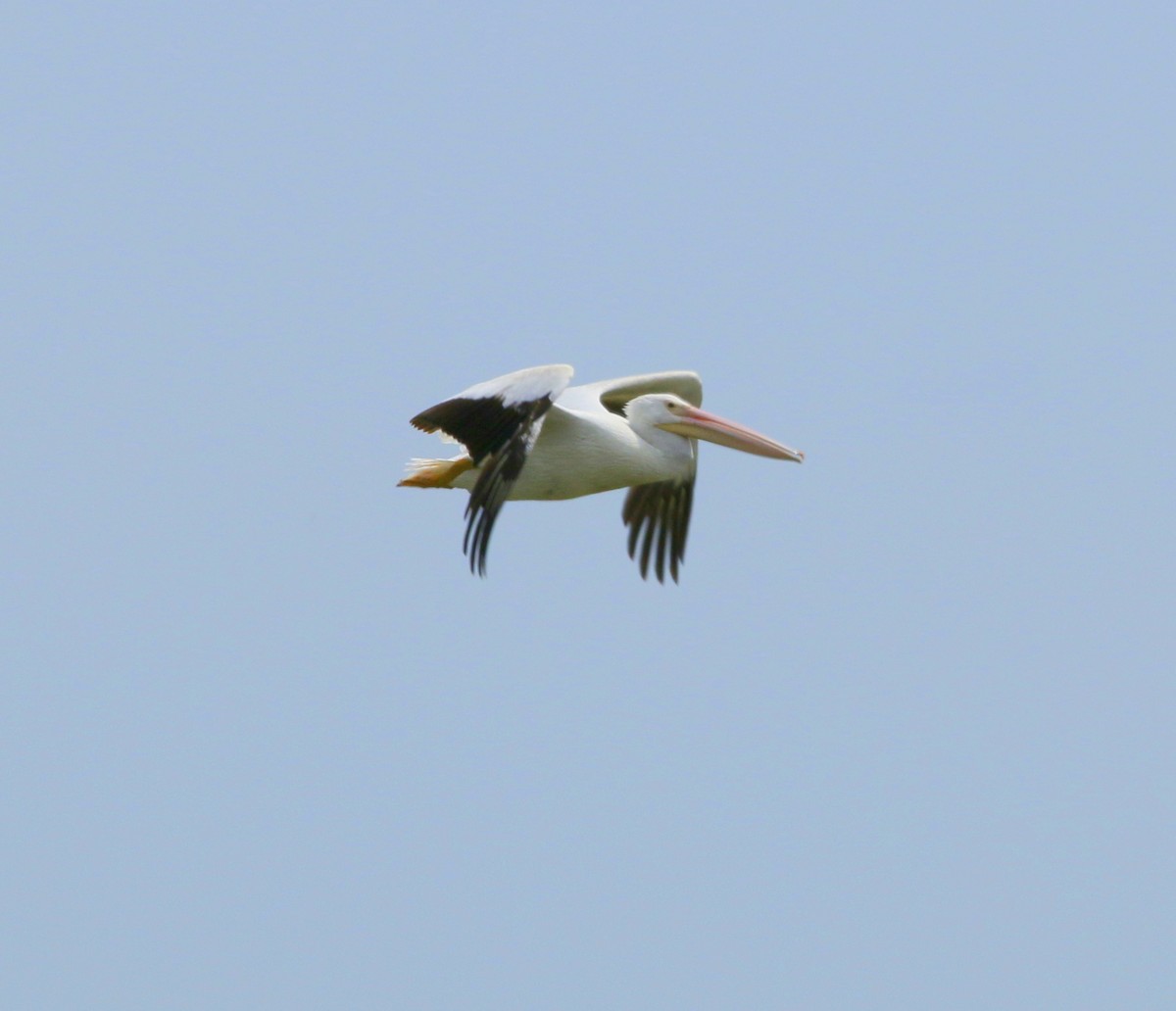 pelikán severoamerický - ML64843431