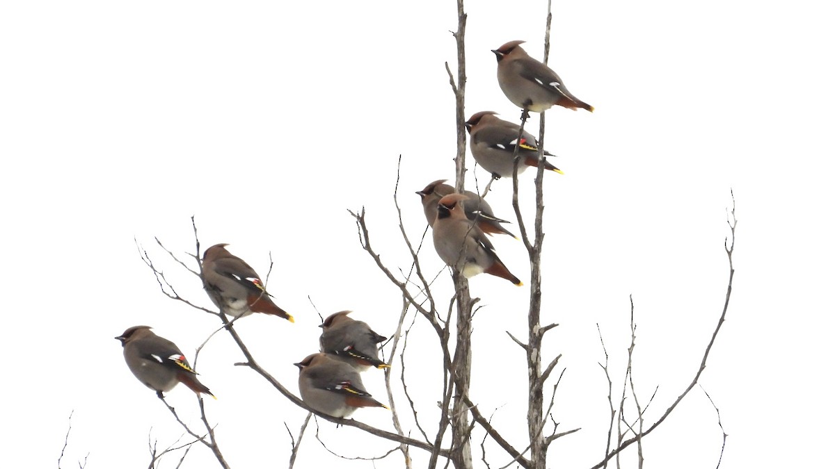 Bohemian Waxwing - ML648434473