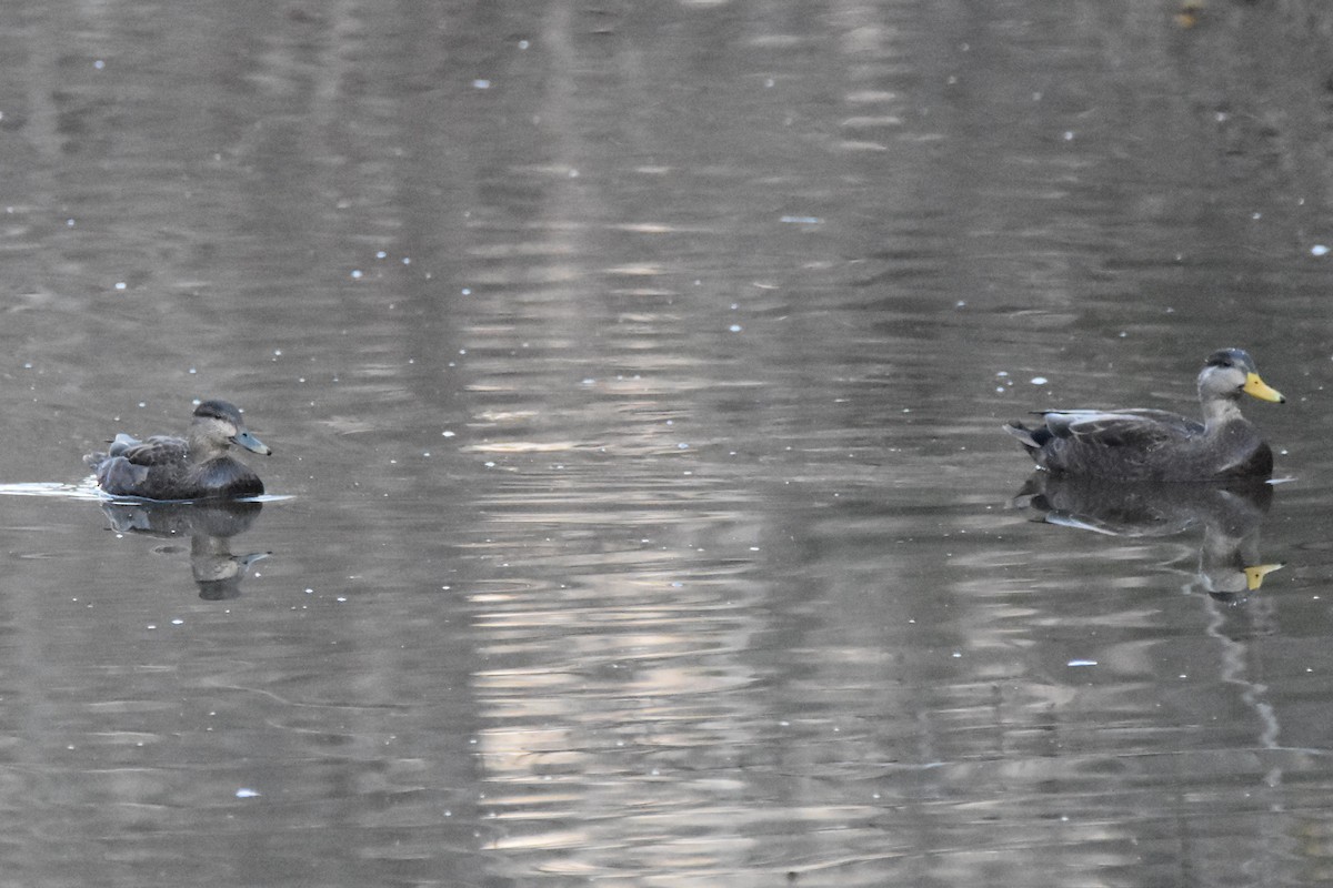 American Black Duck - A. Seppala