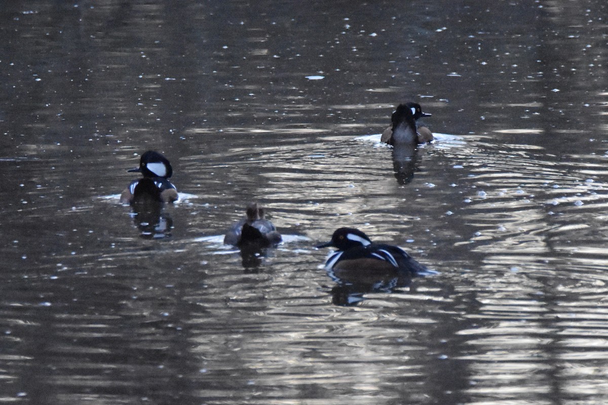 Hooded Merganser - A. Seppala