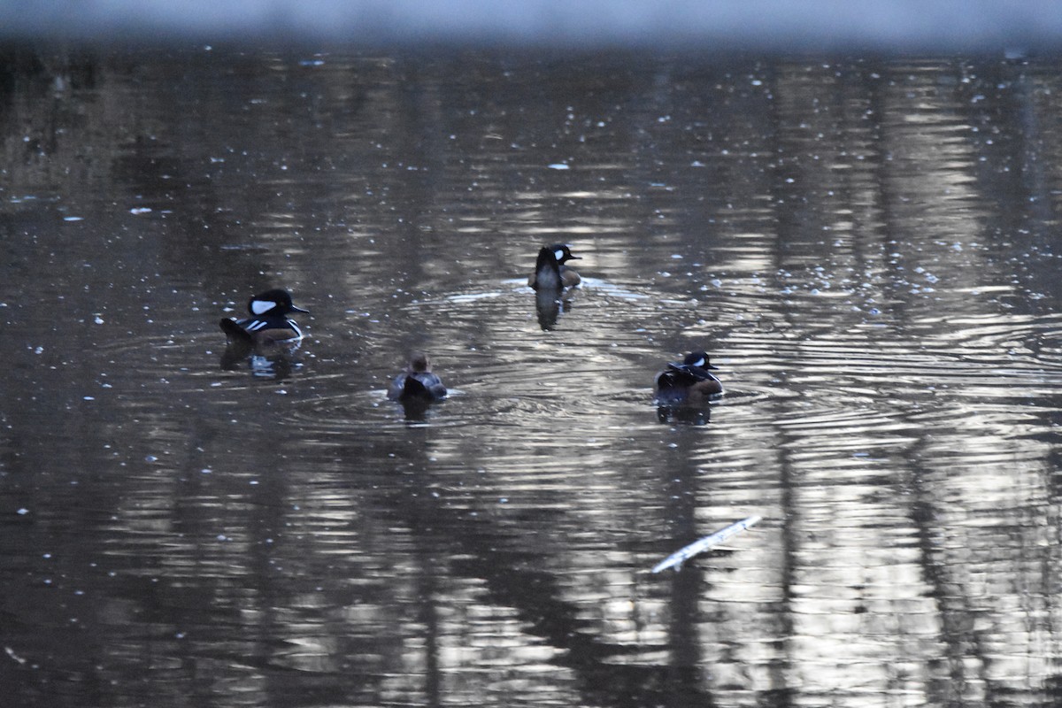 オウギアイサ - ML648434574