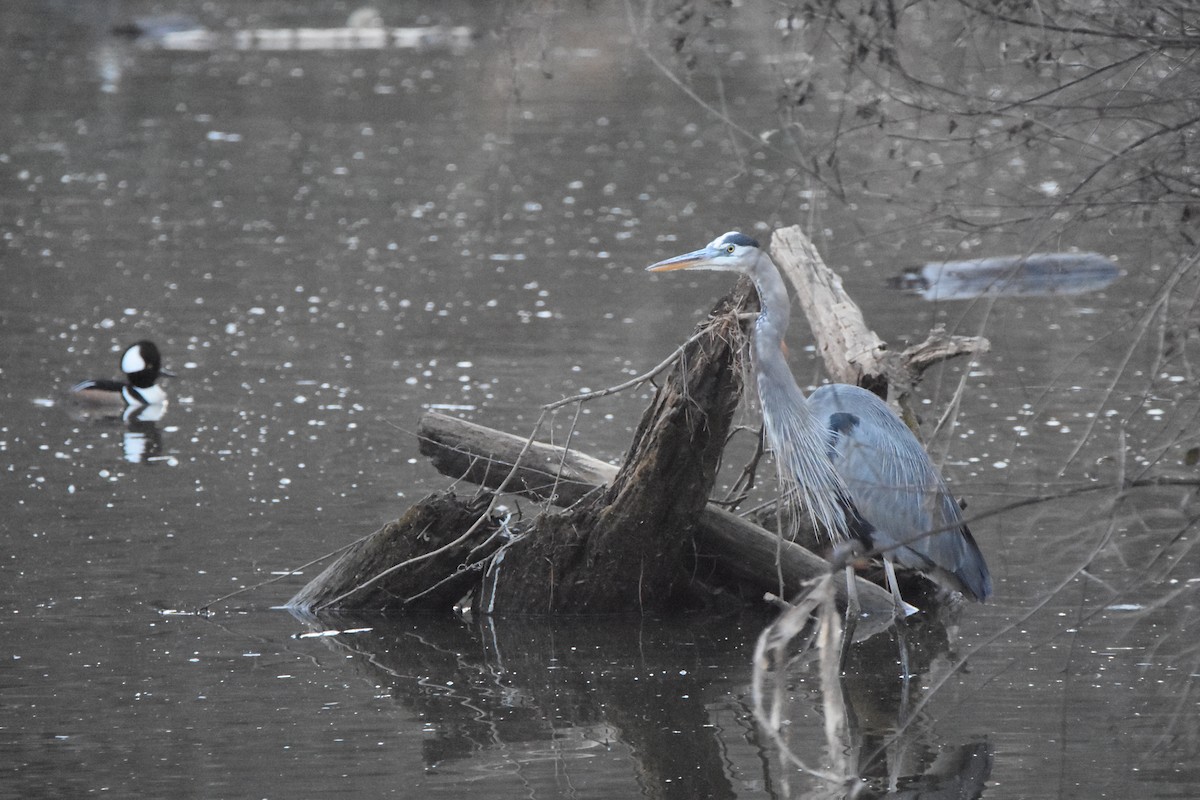 オオアオサギ - ML648434844