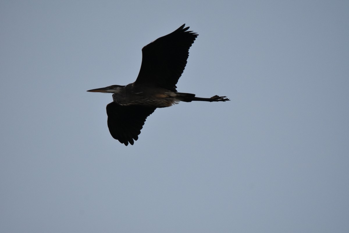 Great Blue Heron - A. Seppala