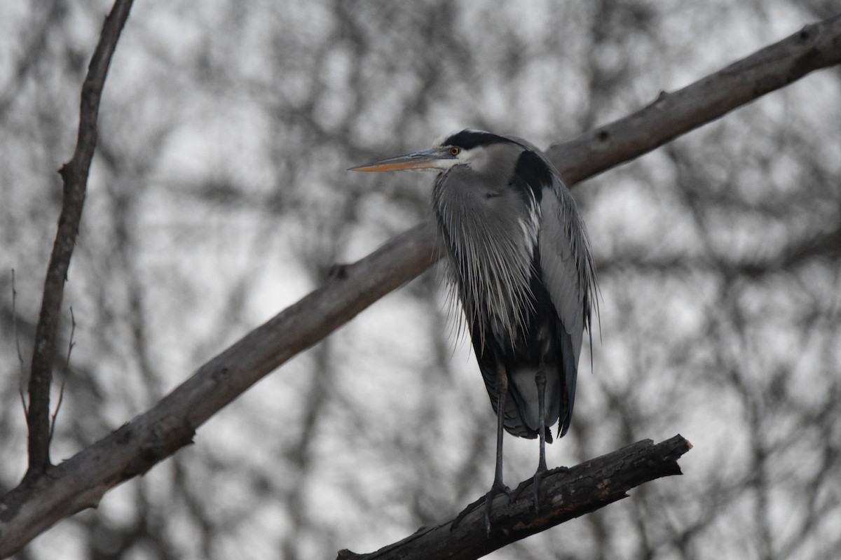 Great Blue Heron - A. Seppala
