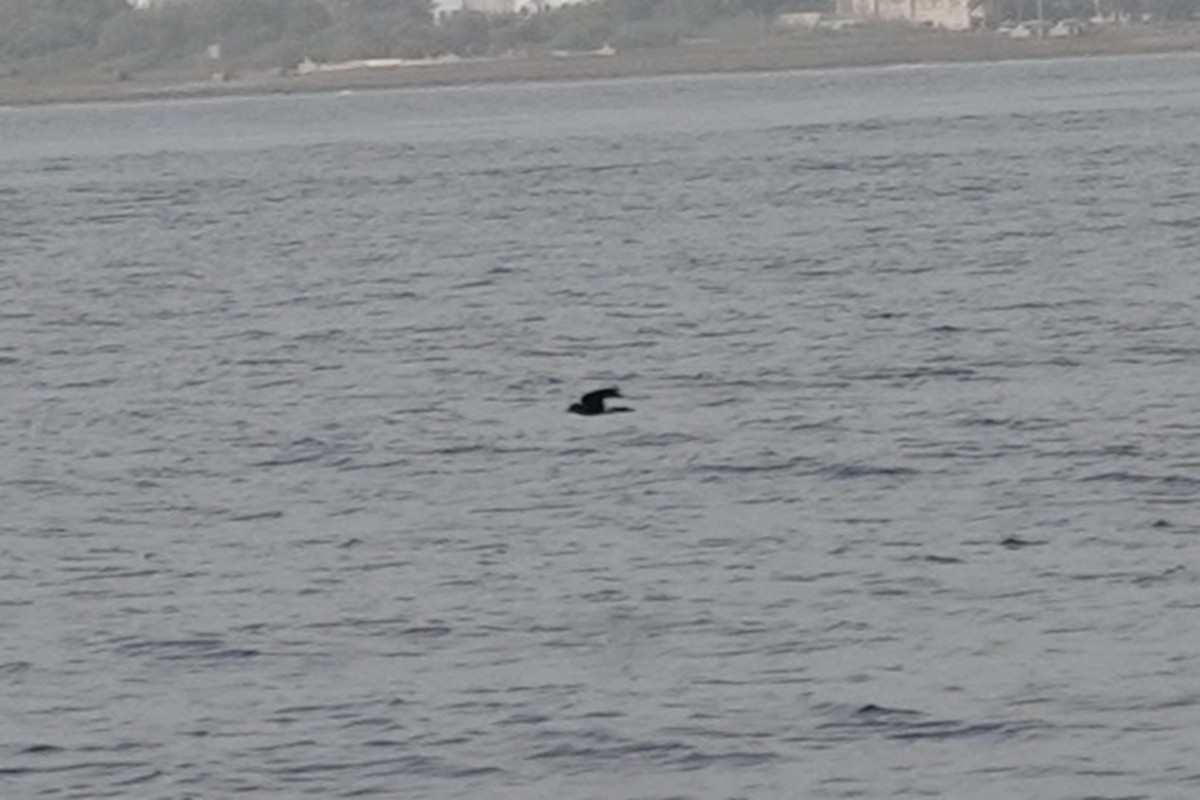 黃蹼洋海燕 - ML648434931