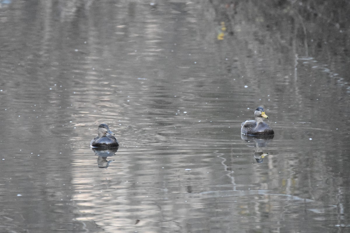 American Black Duck - A. Seppala