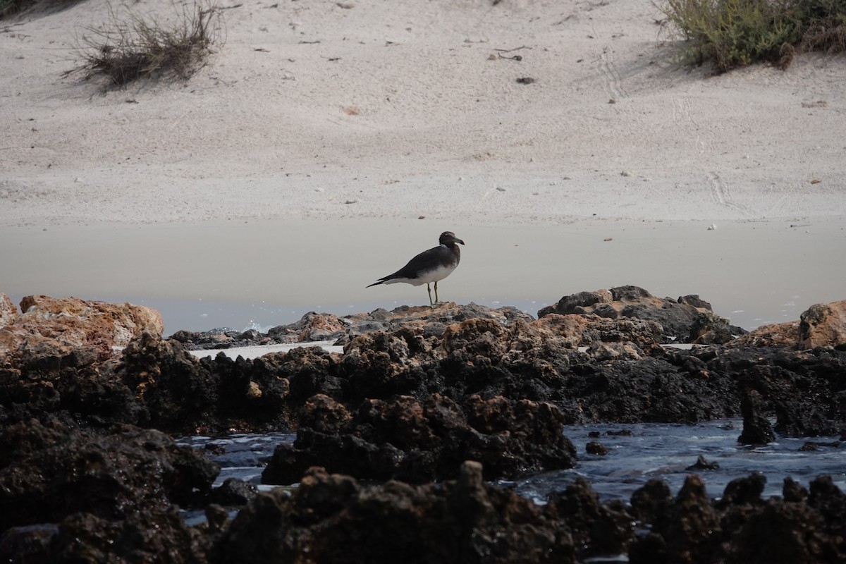 Sooty Gull - ML648434961
