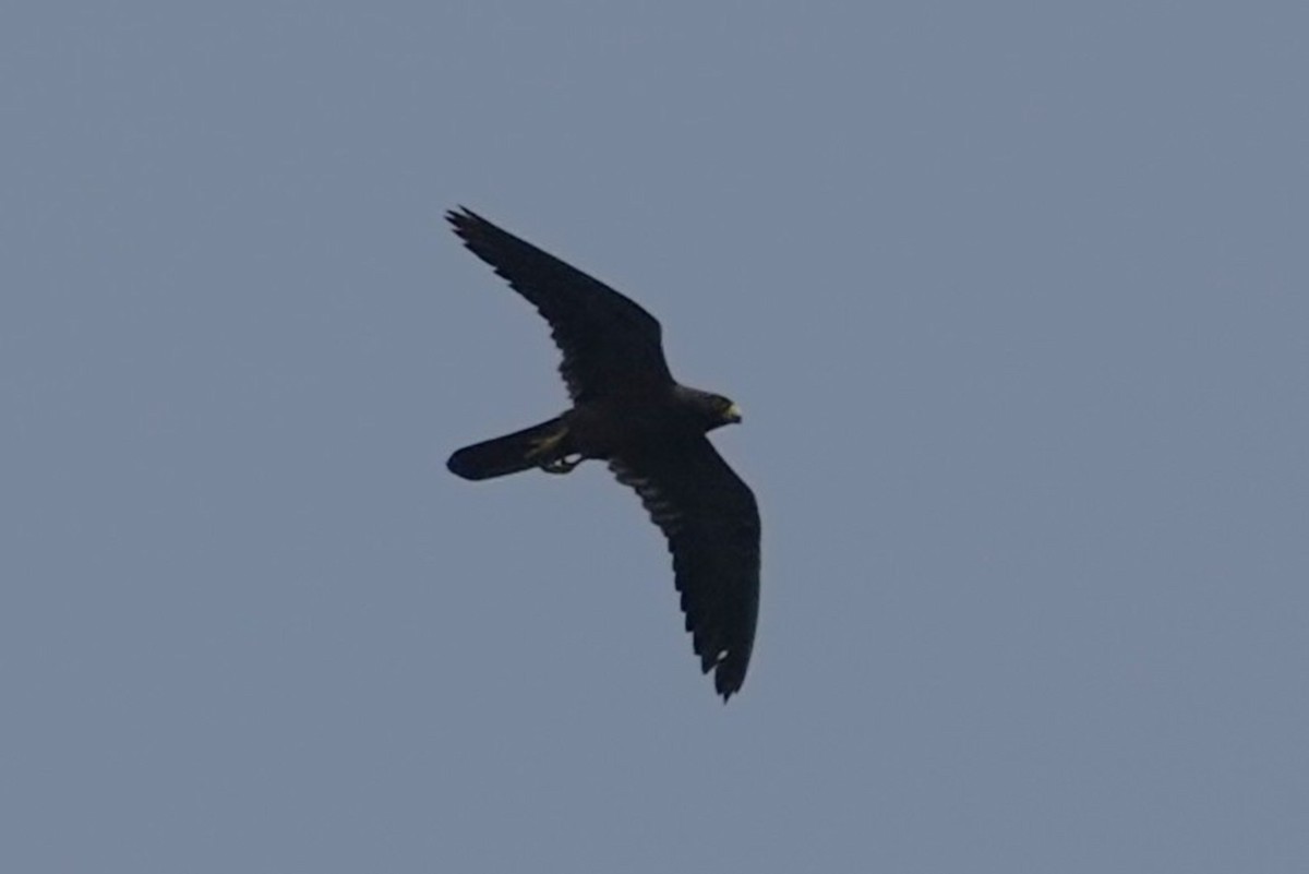 Sooty Falcon - ML648434987