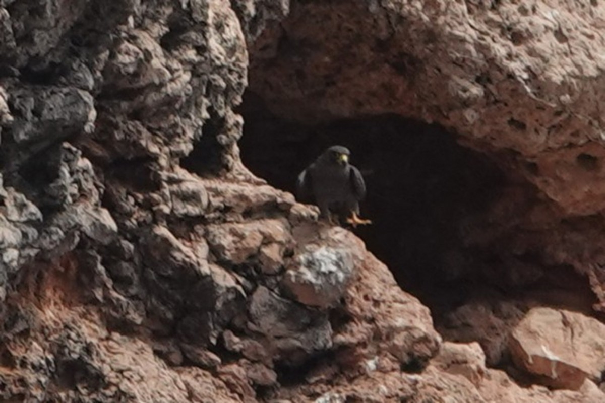 Sooty Falcon - ML648435020